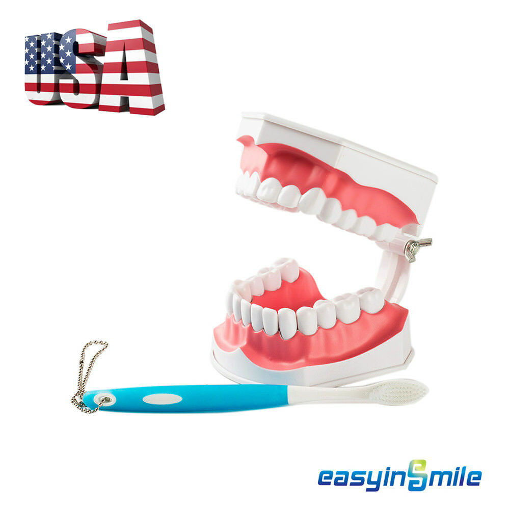 1x Easyinsmile Dental Teaching Typodont Model Large With Removable Teeth Colgate