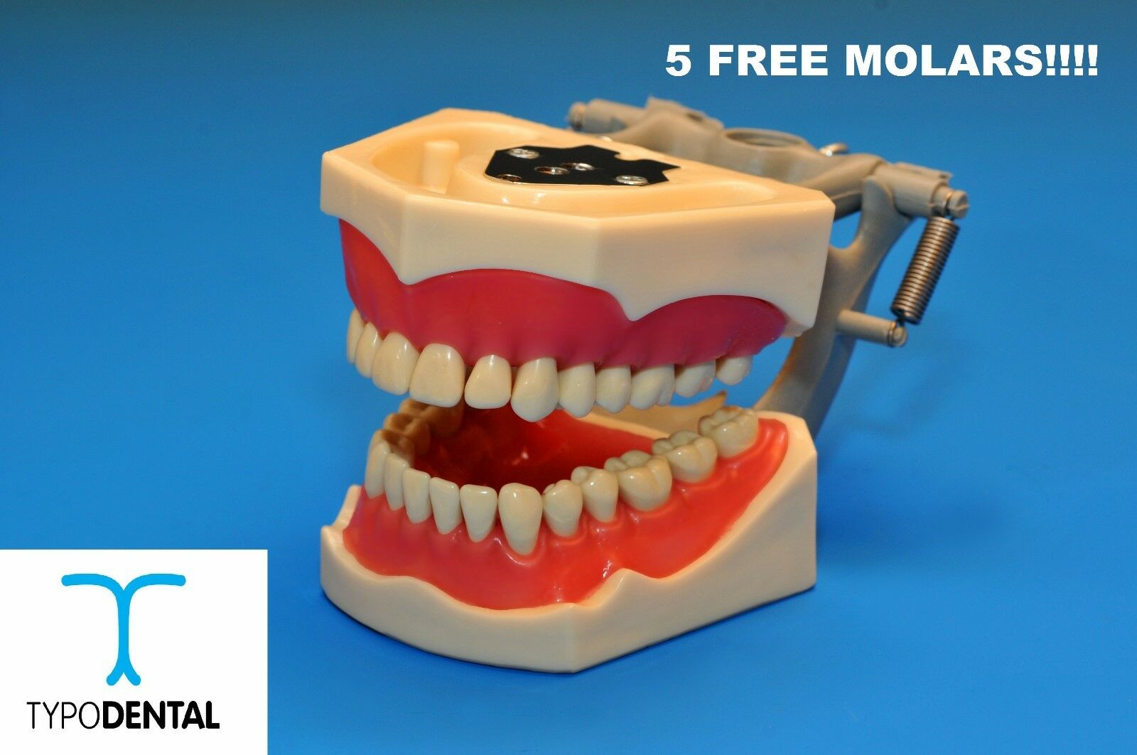 Typodont Dental Model 860 Works With Columbia Brand Teeth (5 Free Molars)