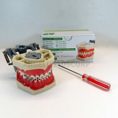 Typodont Dental Educational Practice With Bracket Roth 0.22 Replacable Teeth Usa