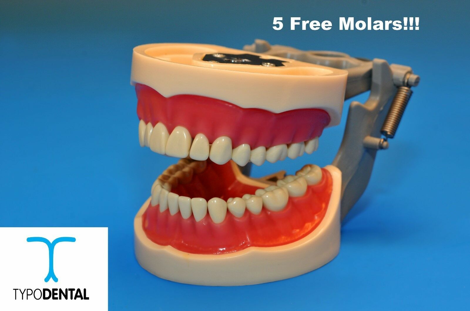 Typodont Dental Model 200 Works With Kilgore Brand Teeth (5 Free Molars)